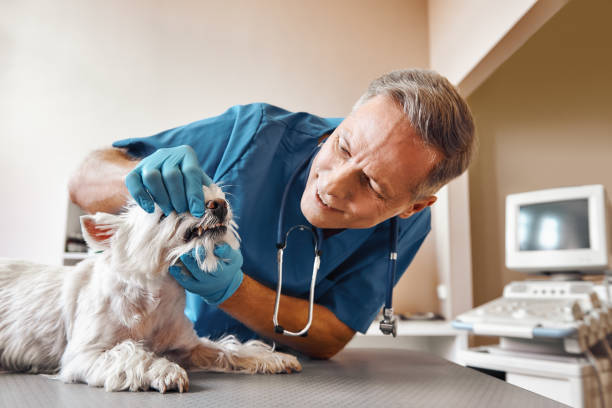 Best Emergency X-Rays and Diagnostics in Cudahy, CA